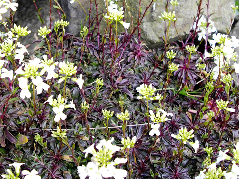 Arabis ferdinandi-coburgii